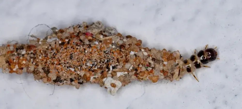 Plaster Bagworm in Cocoon