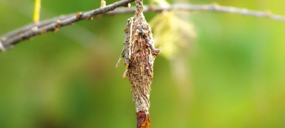 What's the best way to get rid of moths?, Consumer affairs