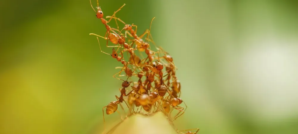 A Guide to Identifying the Most Common Types of Ants in Florida