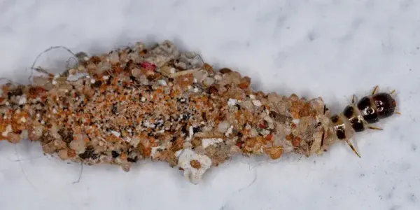 Plaster Bagworm in Cocoon